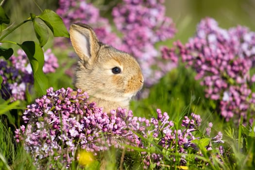 red rabbit portrait among spring lilac flowers, baby animals , Easter