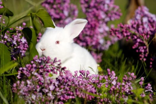 white little rabbit in lilac flowers, baby animals , Easter