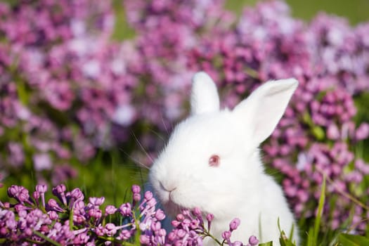 white rabbit portrait among spring lilac flowers, baby animals , Easter