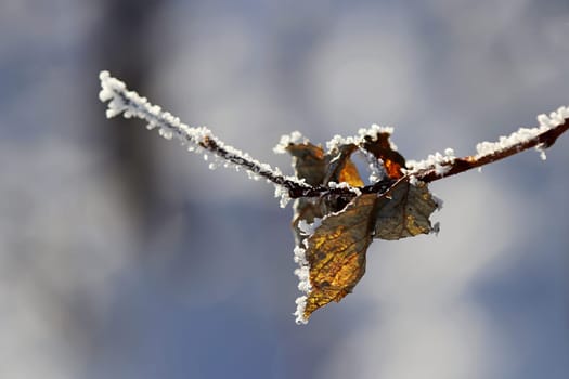 Ein Blatt im Winter mit Raureif im Gegenlicht der Sonne