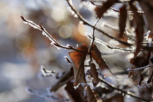 Ein Blatt im Winter mit Raureif im Gegenlicht der Sonne