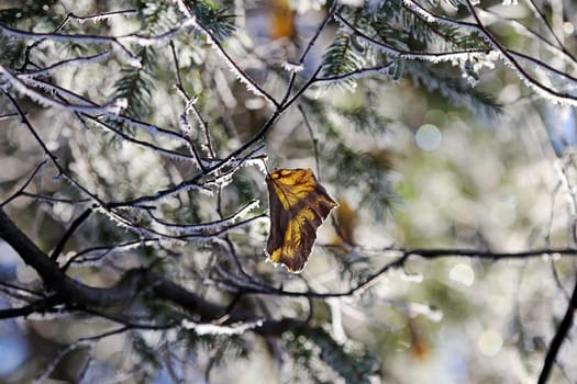 Ein Blatt im Winter mit Raureif im Gegenlicht der Sonne