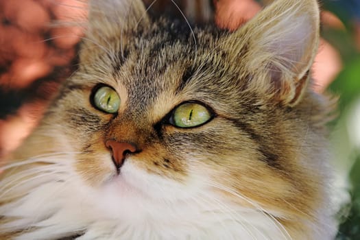 Das hübsche niedliche Gesicht einer jungen Norwegischen Waldkatze mit weißem Hals