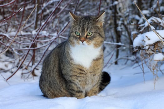 A cute little fat cat sits in the snow