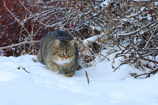 Eine kleine dicke Katze schleicht auf der Jagd durch den Schnee