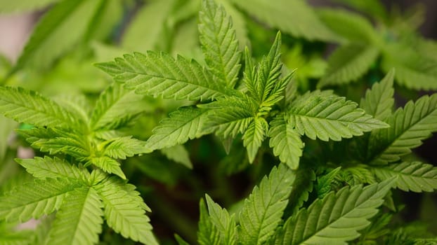 Vibrant green cannabis leaves that showcase intricate details as well as fascinating textures in natures design