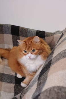 A ginger cat sits on a sofa covered with a checkered woolen blanket