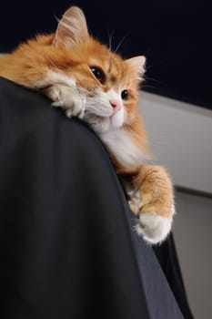 A ginger cat lies on a pedestal covered with black cloth.