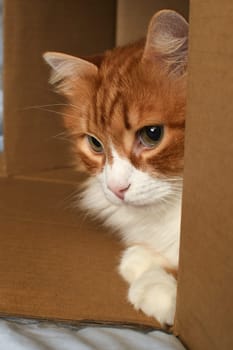 A ginger cat lies in a cardboard box
