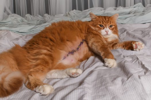 Adult ginger fluffy cat resting on bed after abdominal surgery