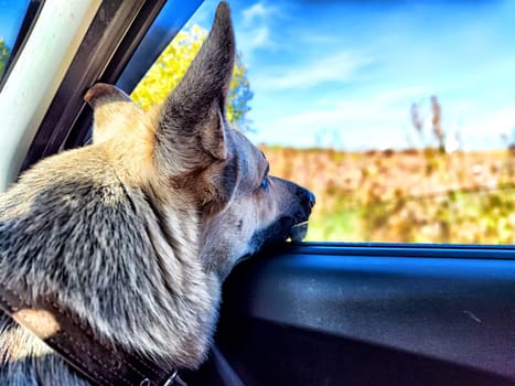A German Shepherd rests its head on the car window, watching the scenery pass by on a bright, sunny day.