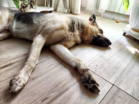 The German Shepherd lies comfortably on the floor, soaking up the warm sunlight streaming through the window.