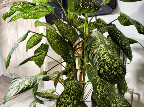 Dieffenbachia plant in a pot on a stool by the window. Retro interior in light colors. Background with plant with green leaves and fabric