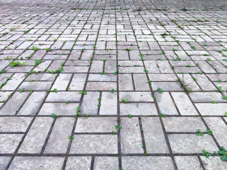 Small green plants emerge between the stone pavers in a paved area.
