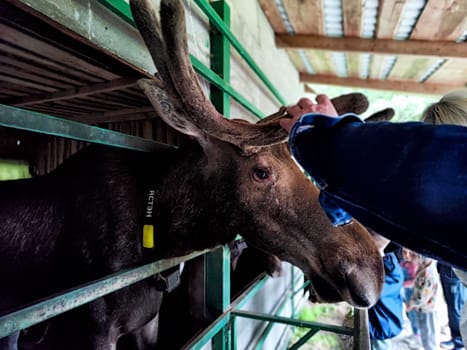Kostroma, Russia - July 31, 2024: Interactions with moose at Sumarokovo Moose Farm in Kostroma Russia during visitor experience