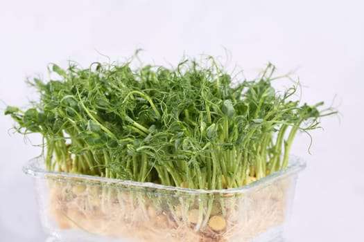 Sprouts of blue peas in a glass container, in dew. Eco-vegan bio-banner for a healthy way of living. Green natural texture background. Close-up.