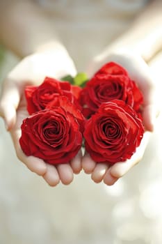close up of a bouquet of red roses in hands. Selective focus.