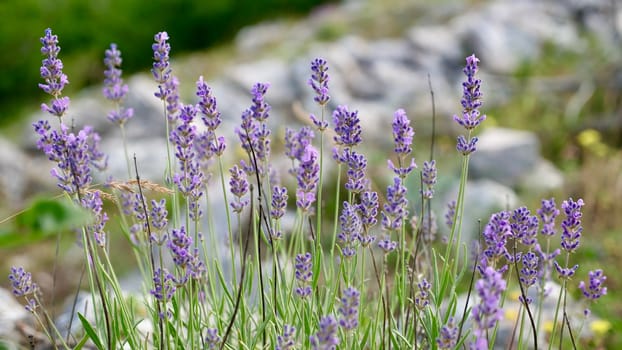 Spring lavender flowers under sunlight. Lilac flowers close up. Beautiful landscape of nature with a panoramic view. Hi spring. long banner