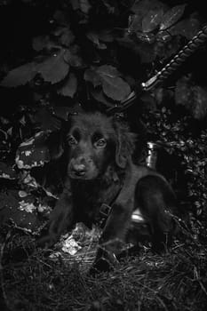 animal shelter, dogs and kittens. High quality photo