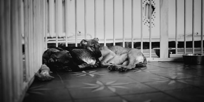 animal shelter, dogs and kittens. High quality photo