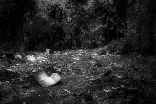 black and white landscape in the park. High quality photo