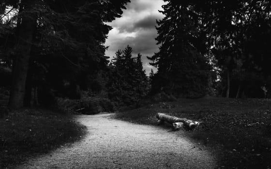 black and white landscape in the park. High quality photo