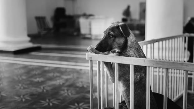 animal shelter, dogs and kittens. High quality photo