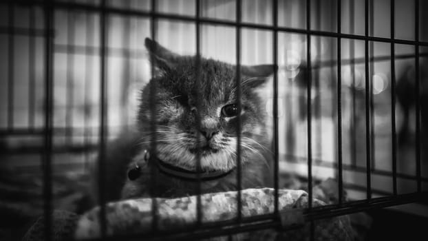 animal shelter, dogs and kittens. High quality photo