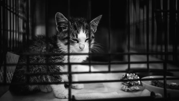 animal shelter, dogs and kittens. High quality photo