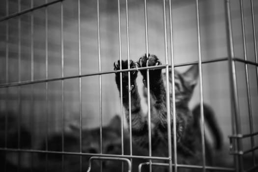 animal shelter, dogs and kittens. High quality photo