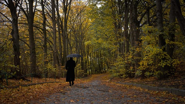 Walk in the forest in fall. High quality photo