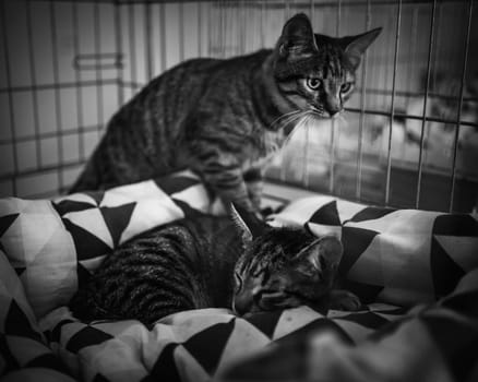 animal shelter, dogs and kittens. High quality photo