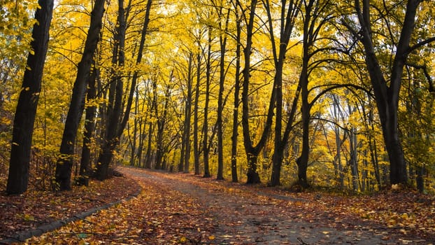 Beautiful sunny autumn landscape with fallen dry red leaves, road through the forest and yellow trees. High quality photo