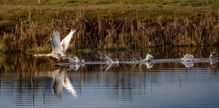 Cygnets Of Mute Swans Flip Wings And Take Off From The Water, Scene Of Wildlife In A National Park