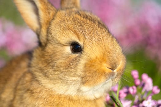 cute bunny face surrounded by lilac flowers , baby animals , Easter