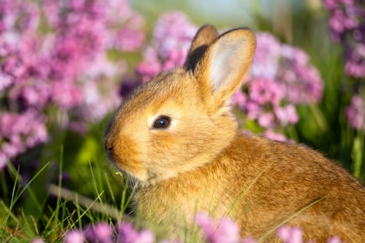easter cute bunny surrounded by lilac flowers , baby animals , Easter