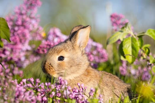 Easter bunny surrounded by lilac flowers , baby animals , Easter