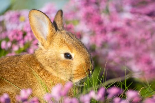 Easter red bunny surrounded by lilac flowers , baby animals , Easter