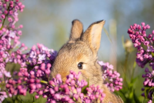 rabbit face close-up surrounded by lilac flowers , baby animals , Easter