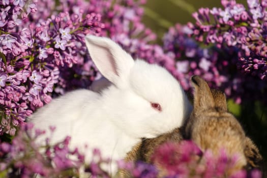 rabbits surrounded by lilac flowers , baby animals , Easter