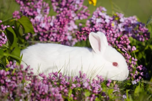 spring white rabbit jumping in flowers , baby animals , Easter