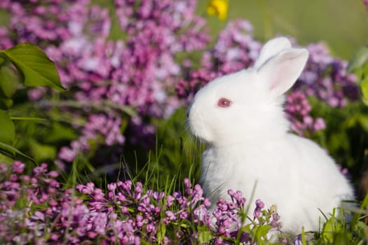 spring white rabbit sits in flowers , baby animals , Easter