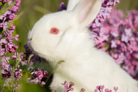 white rabbit jumping surrounded by lilac flowers , baby animals , Easter