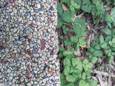 A close-up view highlights a textured stone pavement contrasting with lush green plants. This vibrant display of nature's beauty showcases the intricate details of the natural environment.