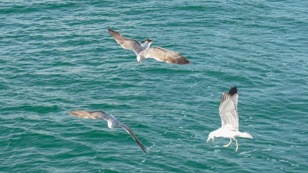 Three seabirds diving into teal ocean water two birds are partially submerged, one is mid-air.