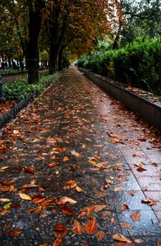 A large tree in a city. High quality photo, a path paved with dark stone tiles in a city park. chestnut trees grow. it's autumn outside. yellow leaves lie on the road