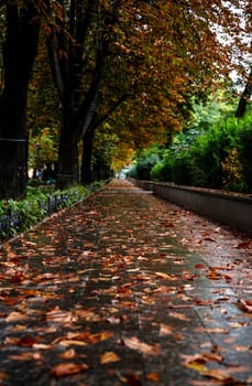 City park after the rain. Walking path leading into the distance. Yellow chestnut trees and green cypresses.
