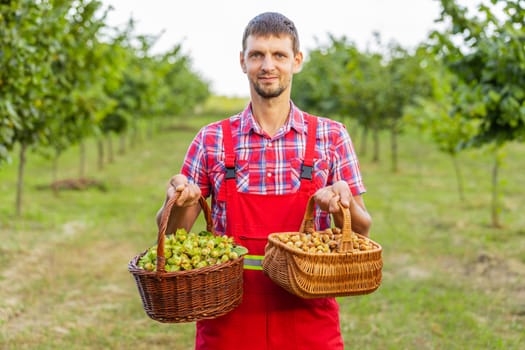 Caucasian man farmer shows good harvest of raw hazelnuts holding a full basket in hands in garden. Hazel tree rows. Agronomist growing ripe nuts fruit on field. Healthy natural food, ecologic products