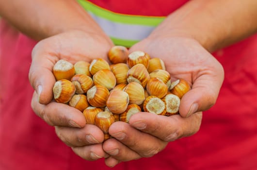 Close-up of man farmer shows pile of raw green unshelled hazelnuts in palm of hands in garden. Agronomist gardener in jumpsuit holds good harvest. Growing ripe hazel nuts. Healthy food, eco-friendly