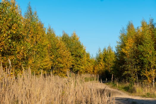 Blue sky with white clouds over the crown of a tree with red and yellow leaves. High quality photo